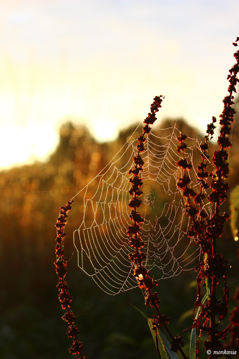 Feldberger Seenlandschaft Spinnennetz