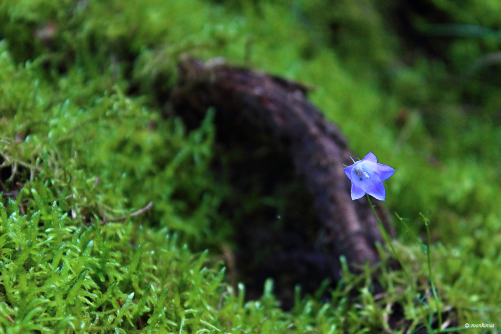 FeldbergerSeenlandschaft_Fotografie_Blume