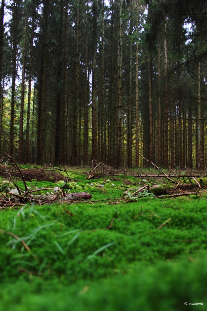 Herbst Brandenburg Fotografie