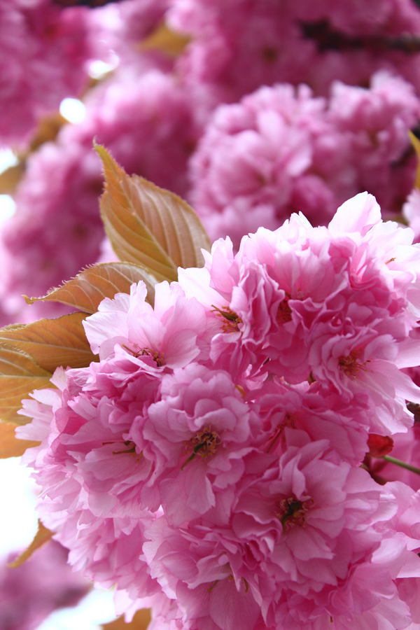 Kirschblüte, Sakura