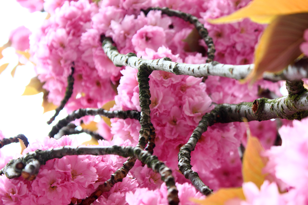 Kirschblüte, Sakura