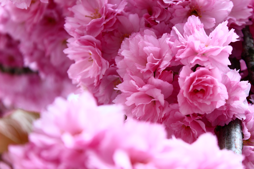 Kirschblüte, Sakura