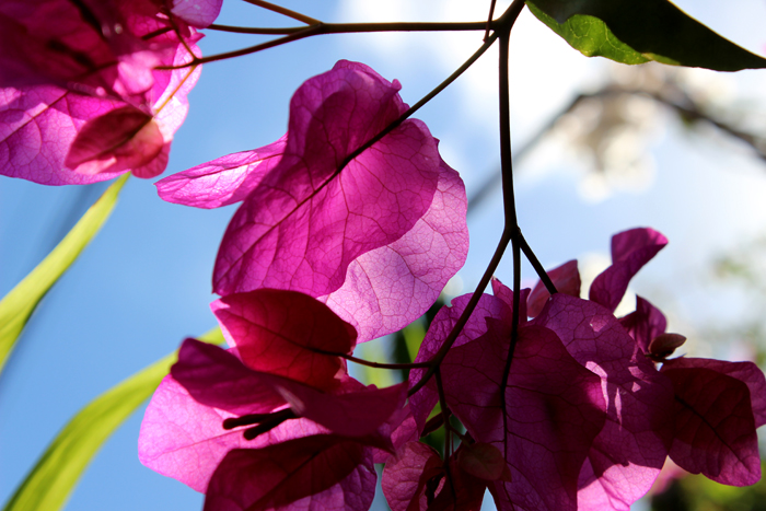 Fotografie Pink Flower