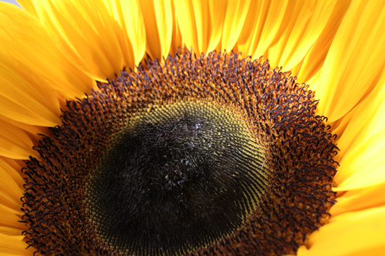Fotografie Sonnenblume